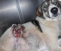 Γιαννακοχώρι Νάουσας Ημαθίας: Σκύλος περιφερόταν με κομμένο το πόδι από πυροβολισμό!